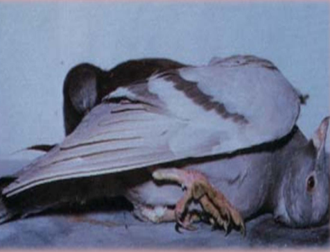 Pigeon Diseases | EHC | Egyptian Health Council