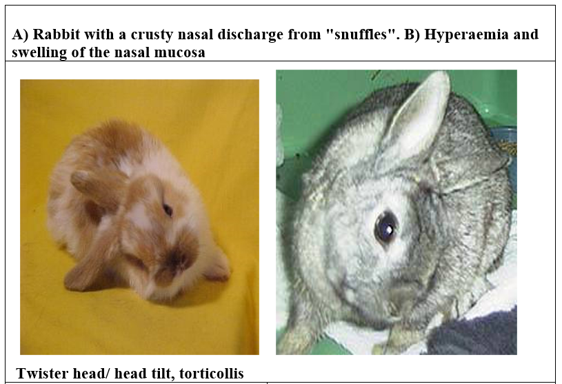 Rabbit diseases diagnosis, prevention and control: - VIRAL Diseases of ...