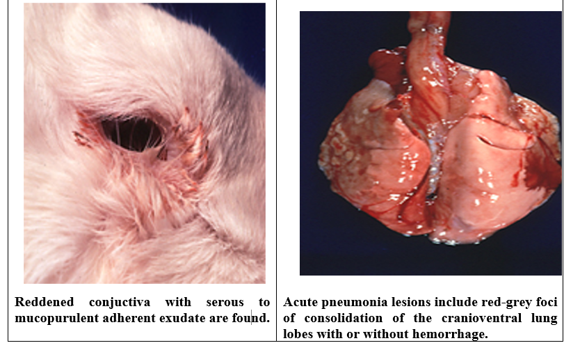Rabbit diseases diagnosis, prevention and control: - VIRAL Diseases of ...