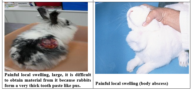 Rabbit diseases diagnosis, prevention and control: - VIRAL Diseases of ...