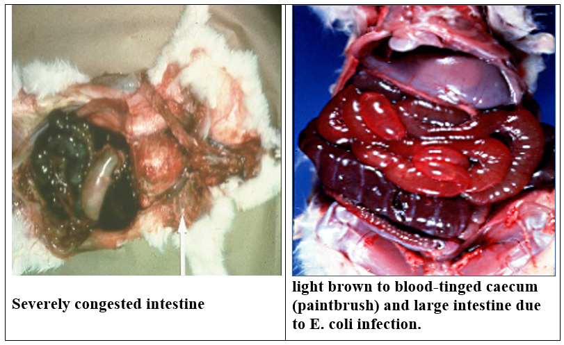Rabbit diseases diagnosis, prevention and control: - PROTOZOAL DISEASES ...