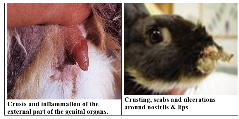Rabbit diseases diagnosis, prevention and control: - Skin problems ...
