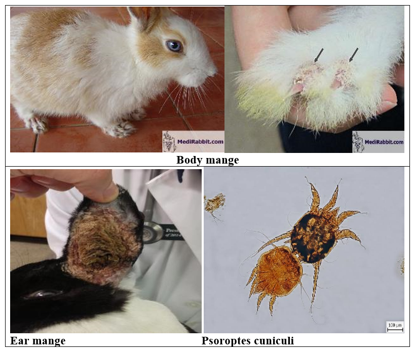 Rabbit diseases diagnosis, prevention and control: - Skin problems ...