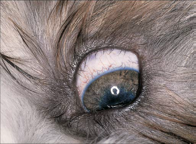 UPPER AND LOWER EYELIDS AFFECTION: - III- DISORDERS OF THE CILIA | EHC ...