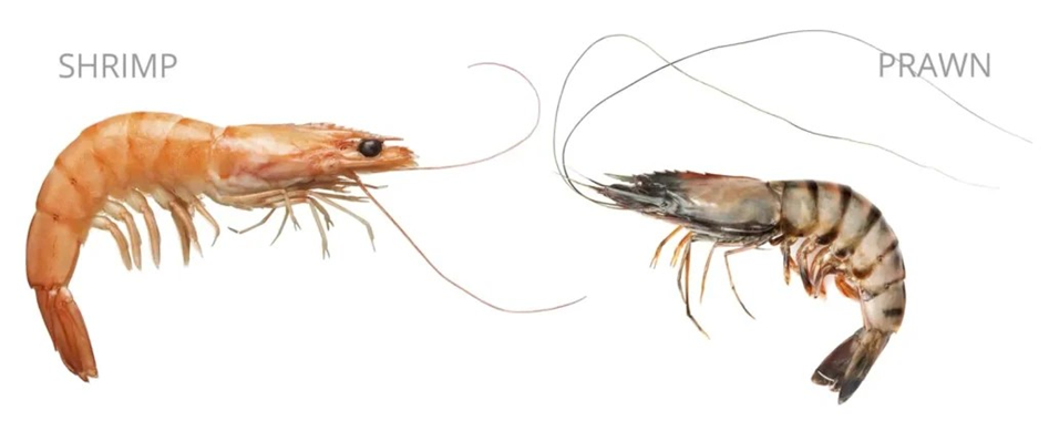 Most common viral diseases affecting shrimp in aquaculture systems ...